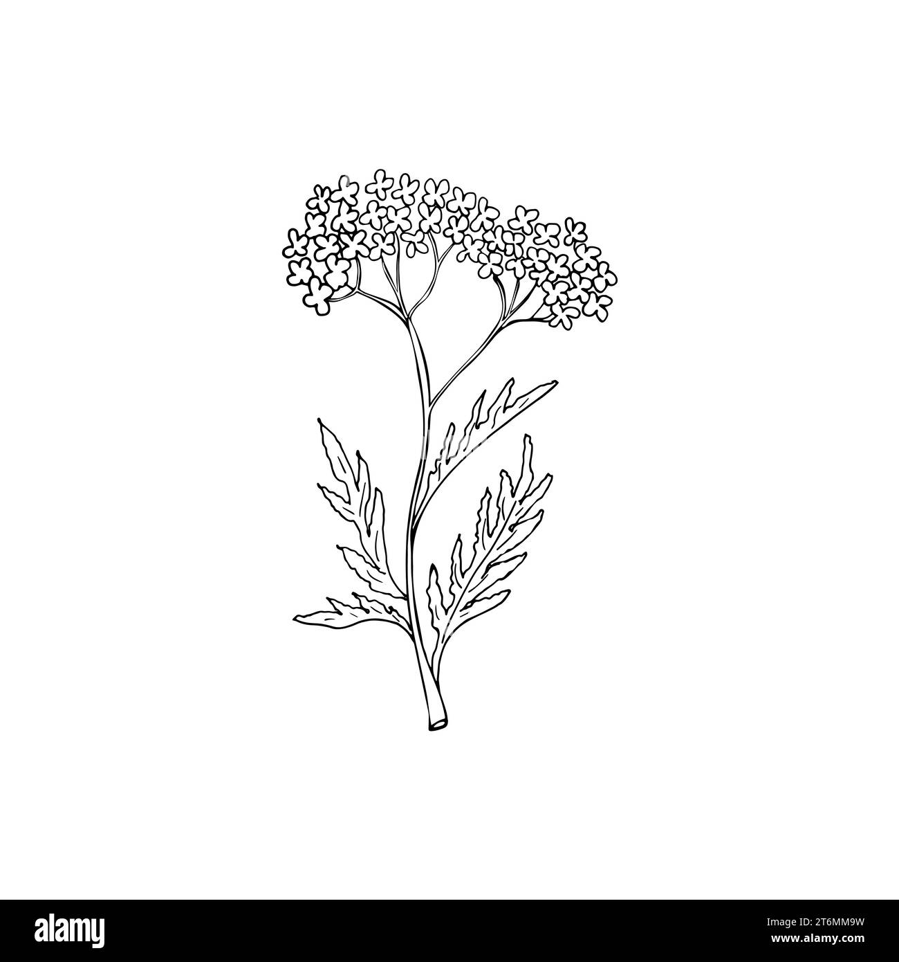 Erba disegnata a mano per fare pozione. Ramo floreale e fiore. Vegetazione rustica botanica. Fiore di schizzo botanico. Illustrazione Vettoriale