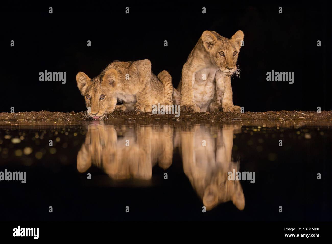 Due cuccioli di leone che bevono acqua da una pozza nel cuore della notte Foto Stock