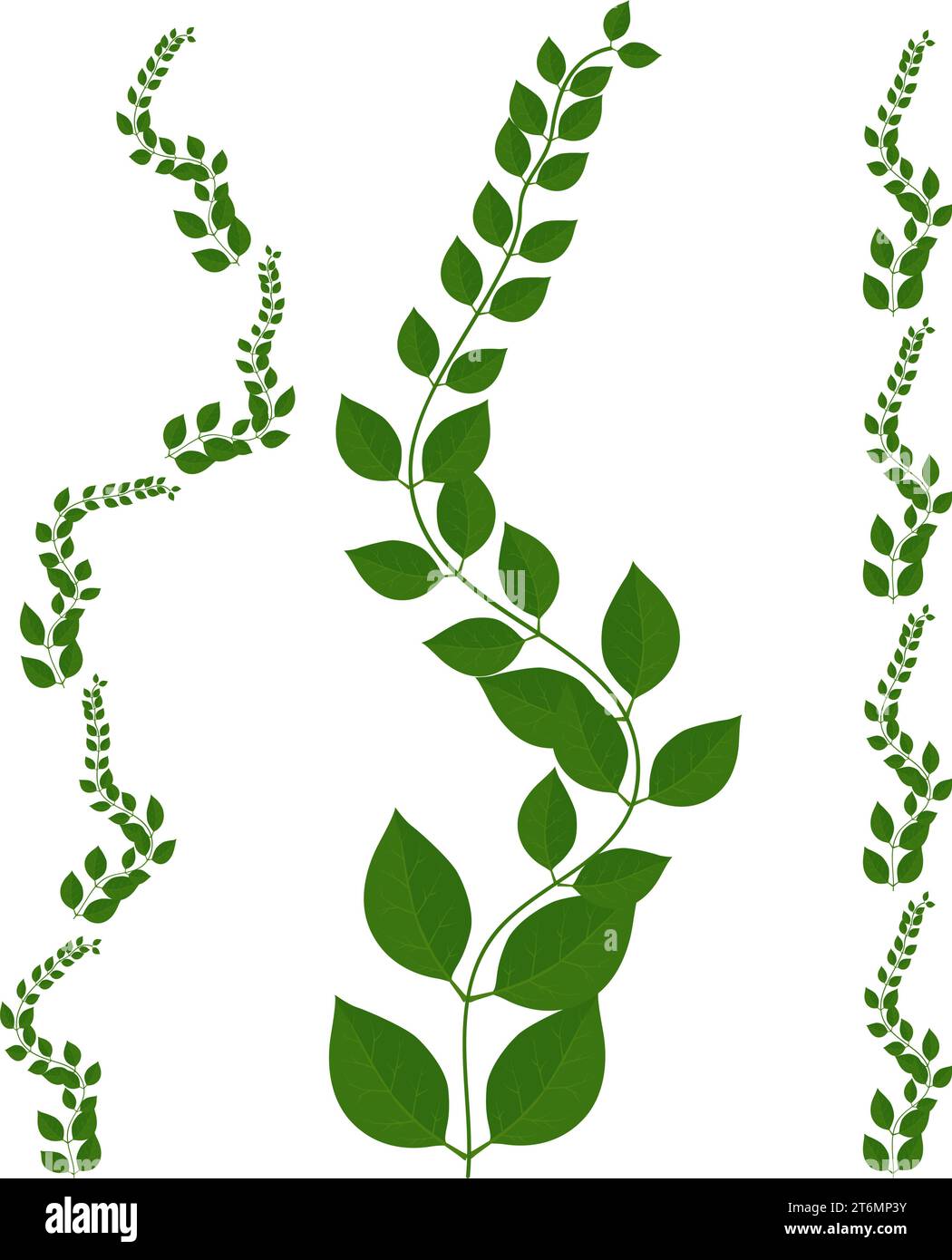 illustrazione vettoriale delle foglie di vite. su sfondo bianco. foglia decorativa. Illustrazione Vettoriale