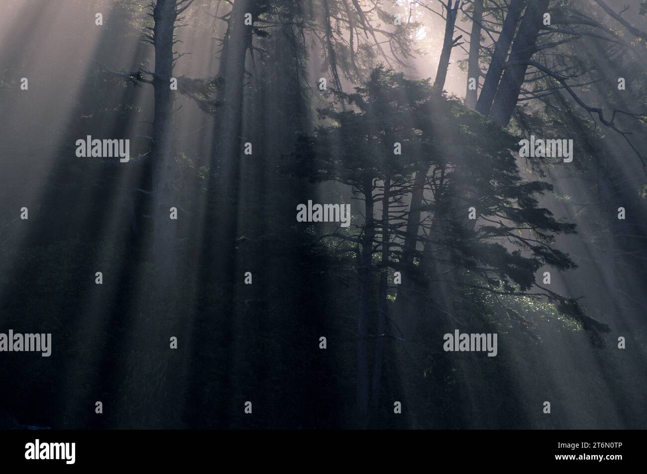 Nebbia costiera con raggi di sole al Ruby Beach, Parco Nazionale di Olympic, Washington Foto Stock