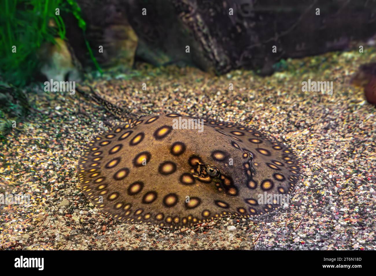 Motoro di Stingray, motoro di Potamotrygon in un acquario sul fondo sabbioso. Il fiume d'acqua dolce ha maculato il pavone grigio scuro che giace nella piscina dell'acquario, da vicino Foto Stock