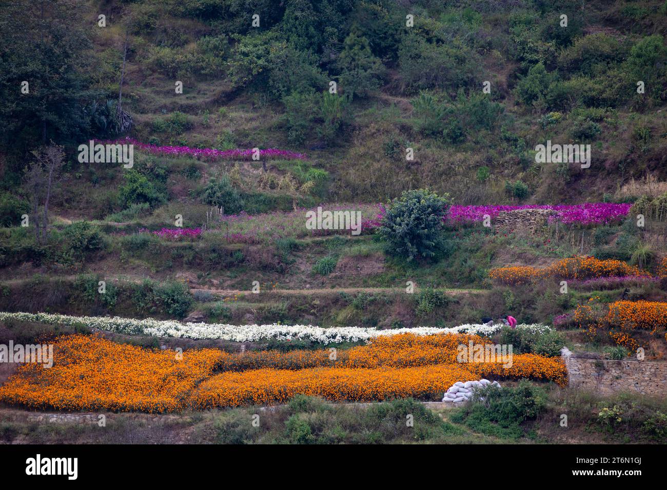 Fiori di calendula per il festival di Tihar. Foto Stock