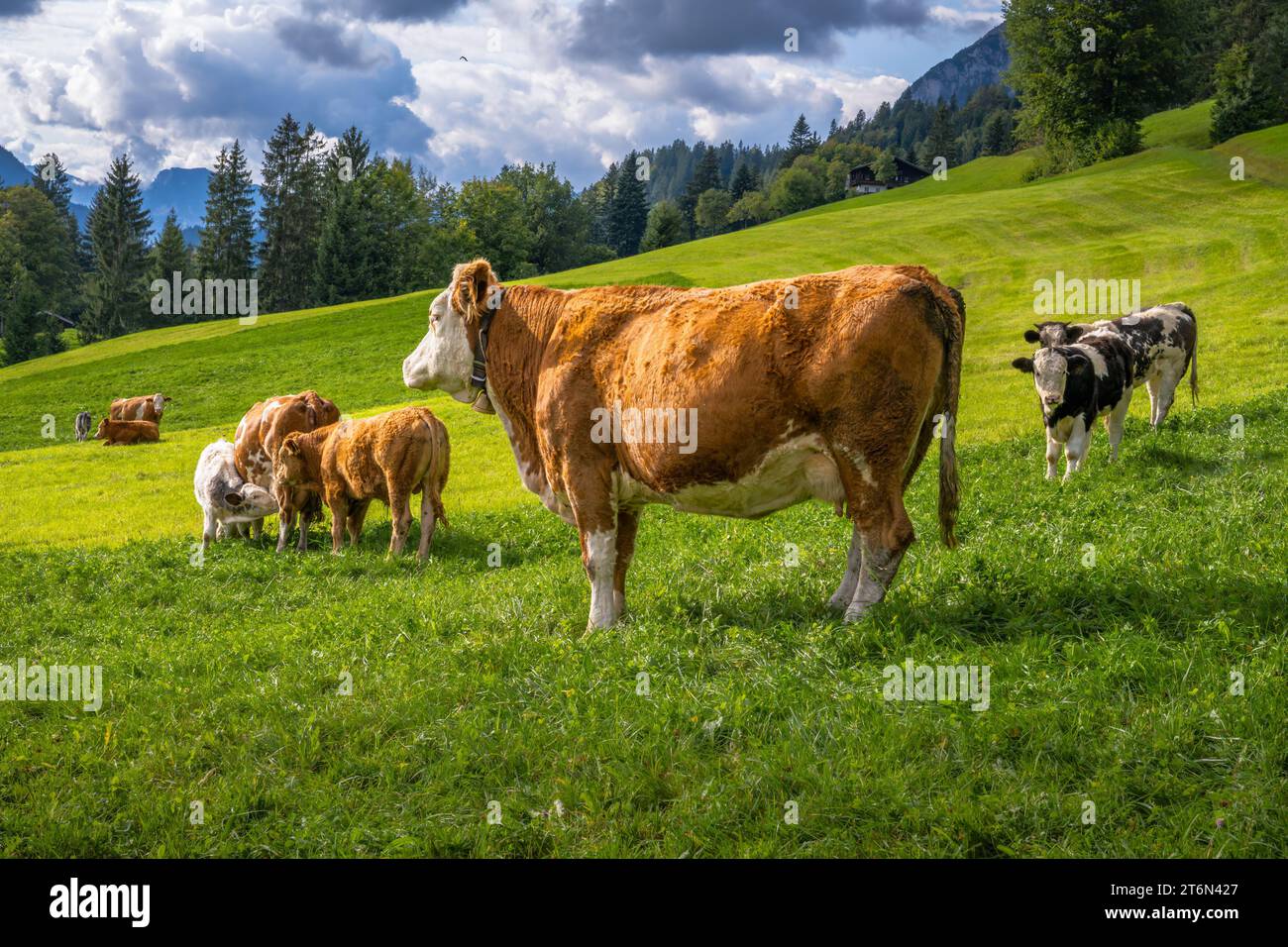 Mandria di vacche felici su un pascolo nelle alpi Foto Stock
