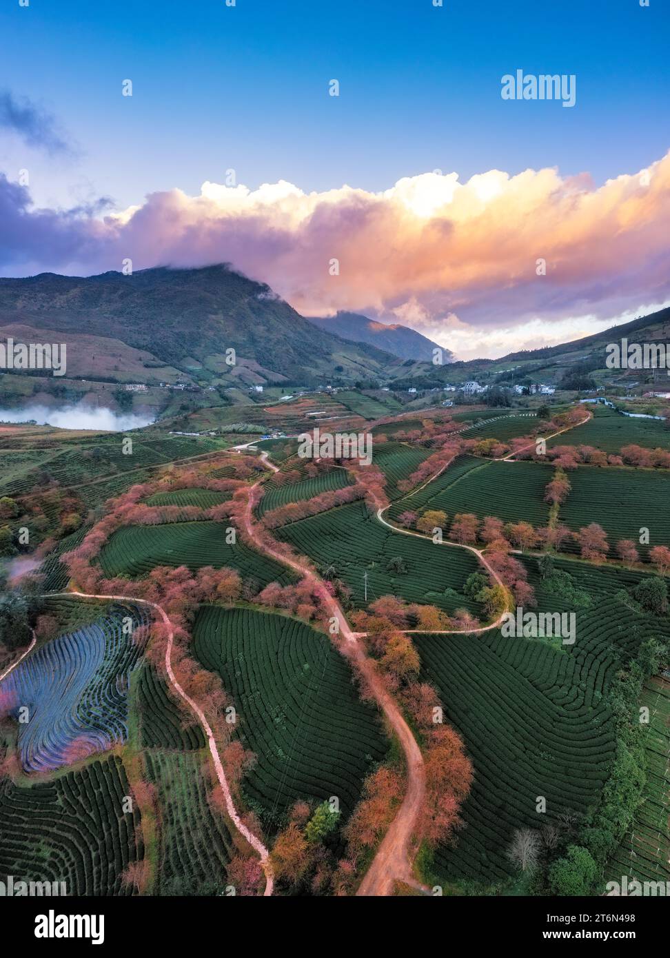 Fiore di ciliegio e collina del tè a Sapa, Vietnam. SA Pa era una città di frontiera e capitale dell'ex distretto di SA Pa nella provincia di Lao Cai nel nord-ovest di vie Foto Stock