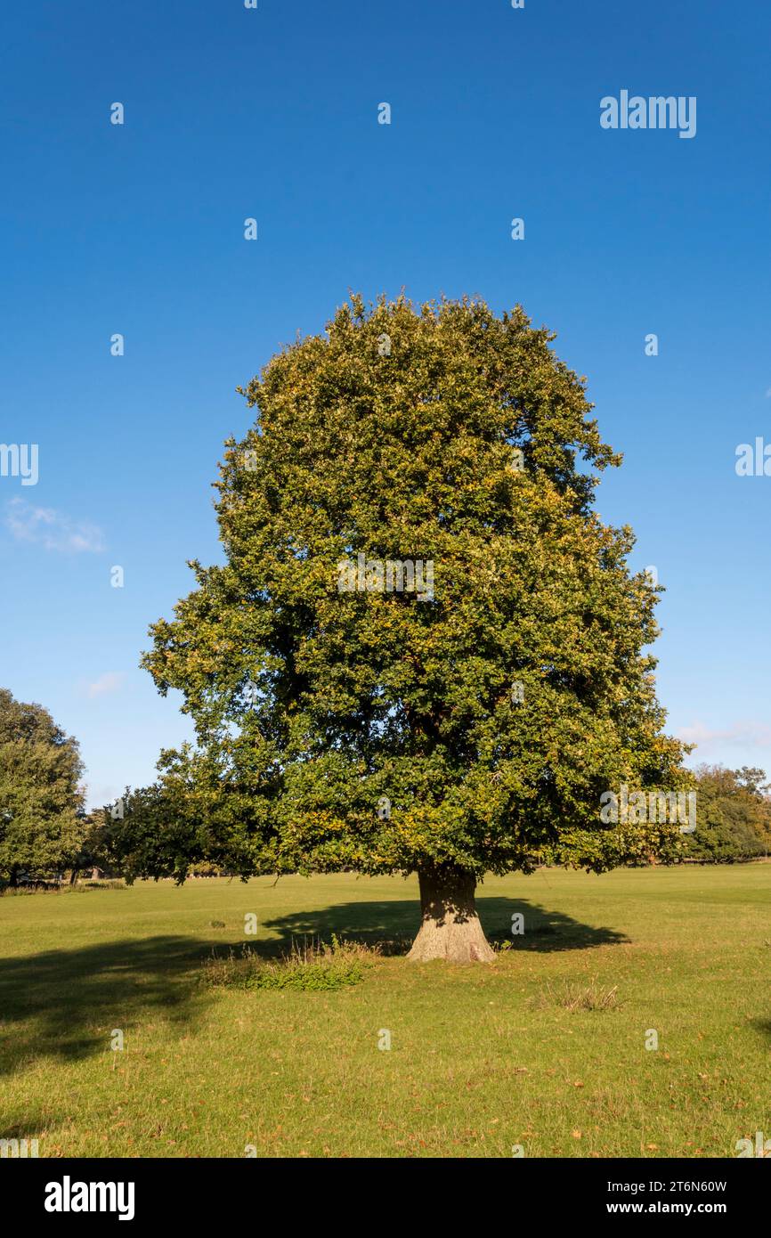 Un albero di quercia inglese, Quercus robur, nel parco dei cervi di Holkham nel nord del Norfolk. Foto Stock