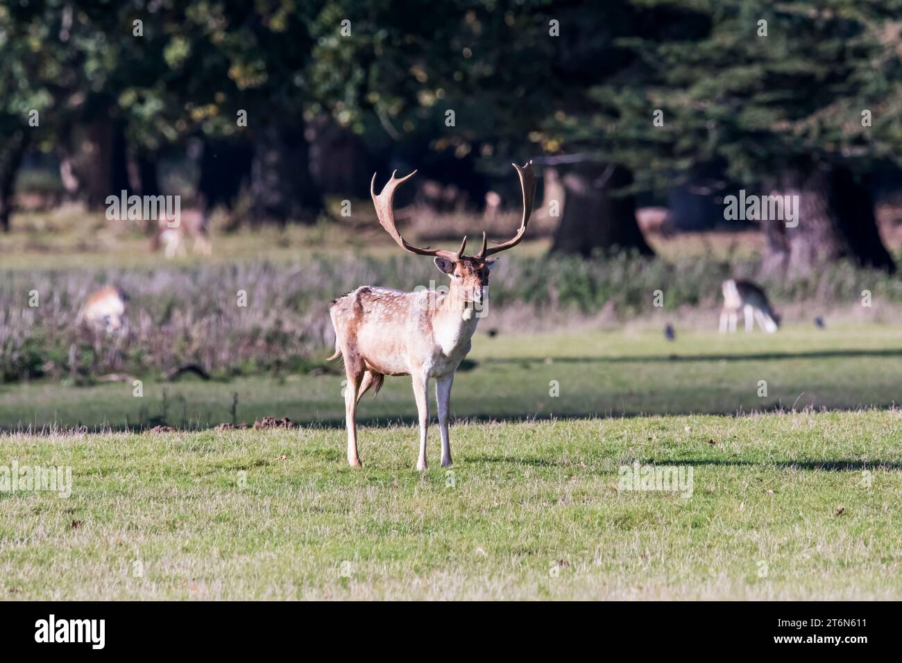Cervo a riposo, Dama dama, a Holkham, Norfolk. Foto Stock