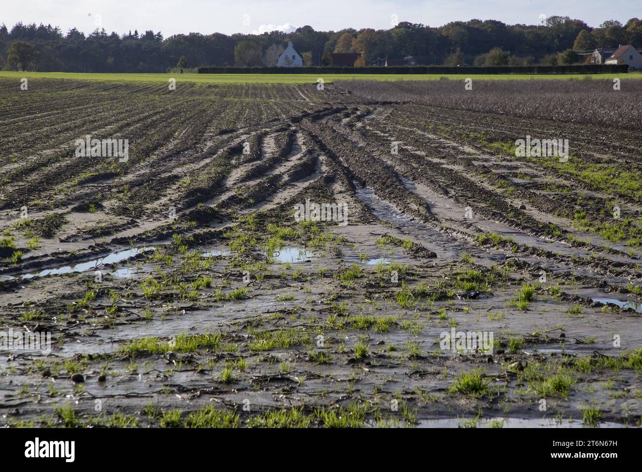 L'immagine mostra una visita a un campo, dopo giorni di forte pioggia nella provincia delle Fiandre occidentali, sabato 11 novembre 2023. Gli allevatori di patate devono affrontare problemi di raccolta delle patate a causa del maltempo in corso. BELGA FOTO NICOLAS MAETERLINCK Foto Stock