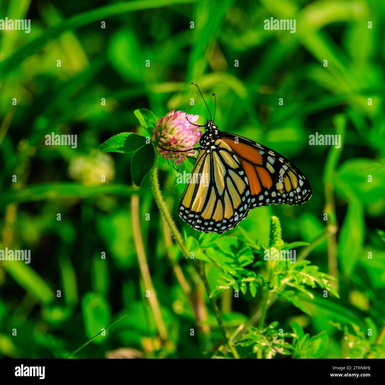 Monarch Butterfly appollaiato su un fiore nell'erba Foto Stock