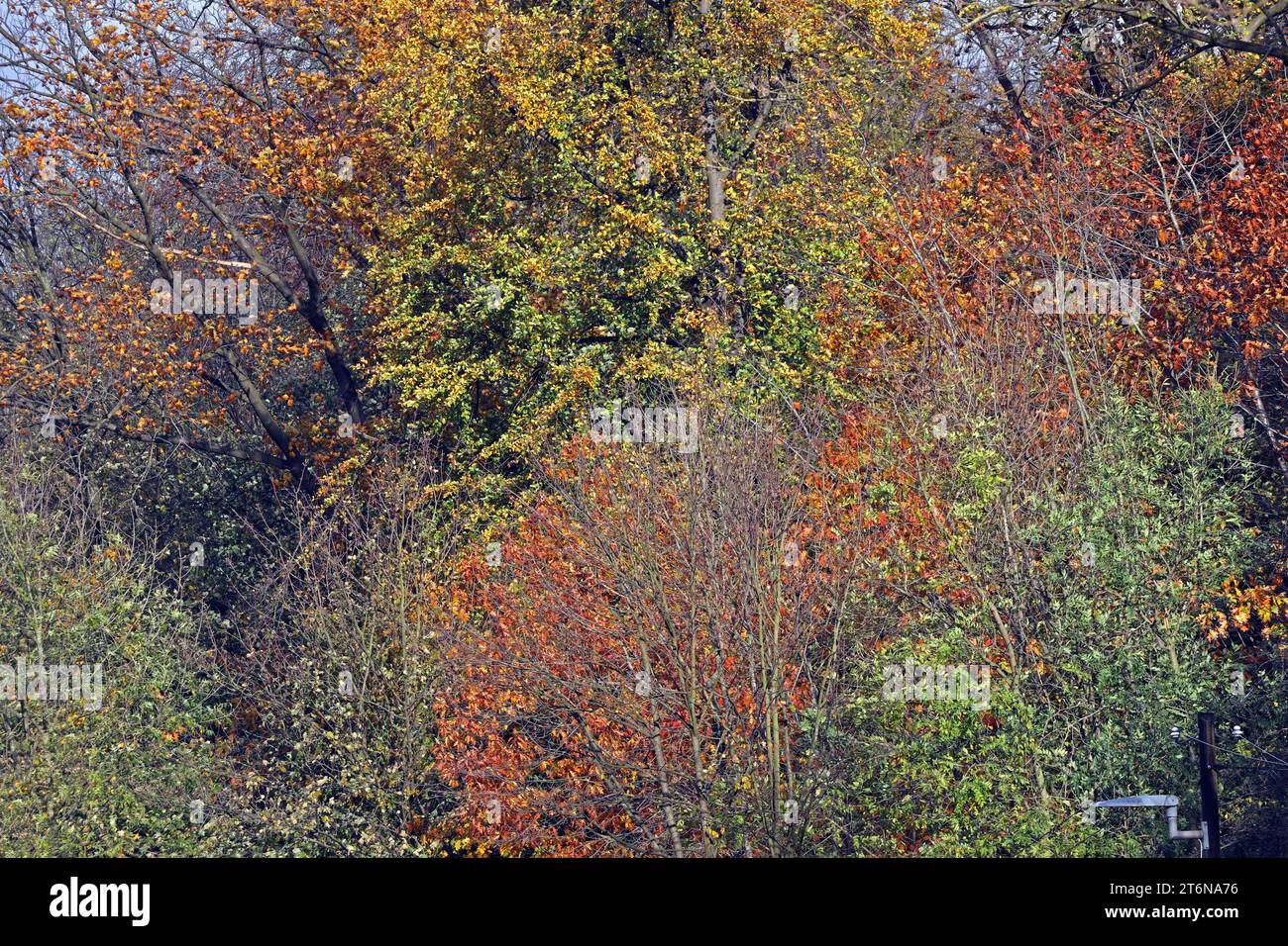 Waldschutz a Zeiten des Klimawandels Nahezu unkontrollierter Wildwuchs verschiedener Laubbäume und deren Unterbewuchs während der Herbstzeit *** protezione delle foreste in tempi di cambiamento climatico crescita selvatica quasi incontrollata di vari alberi decidui e del loro sottobosco durante la stagione autunnale Foto Stock