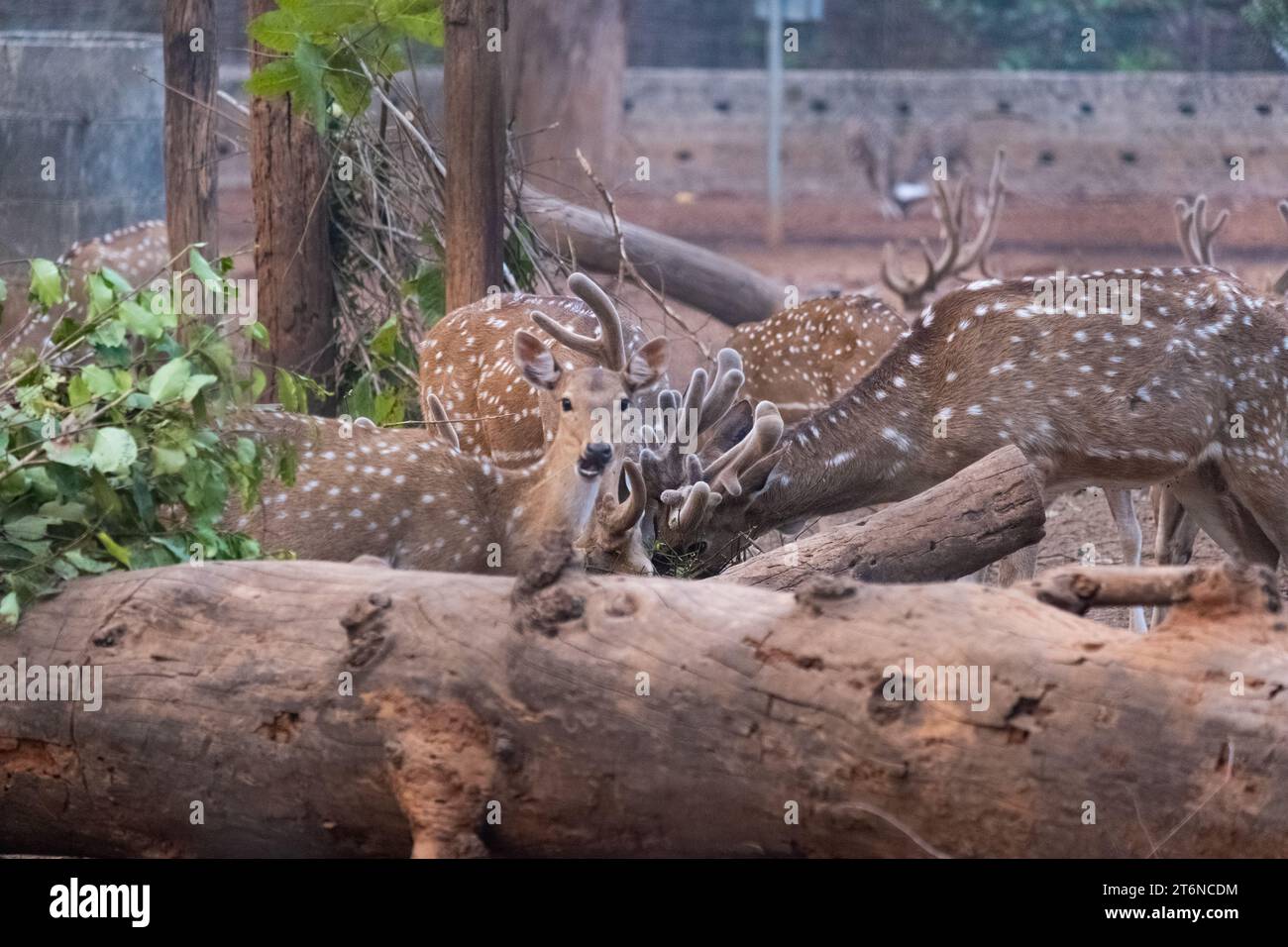 Kuturi Deer Park, Daspalla. Il santuario ospita cervi maculati, cervi che abbaiano e cervi Sambar. Foto Stock