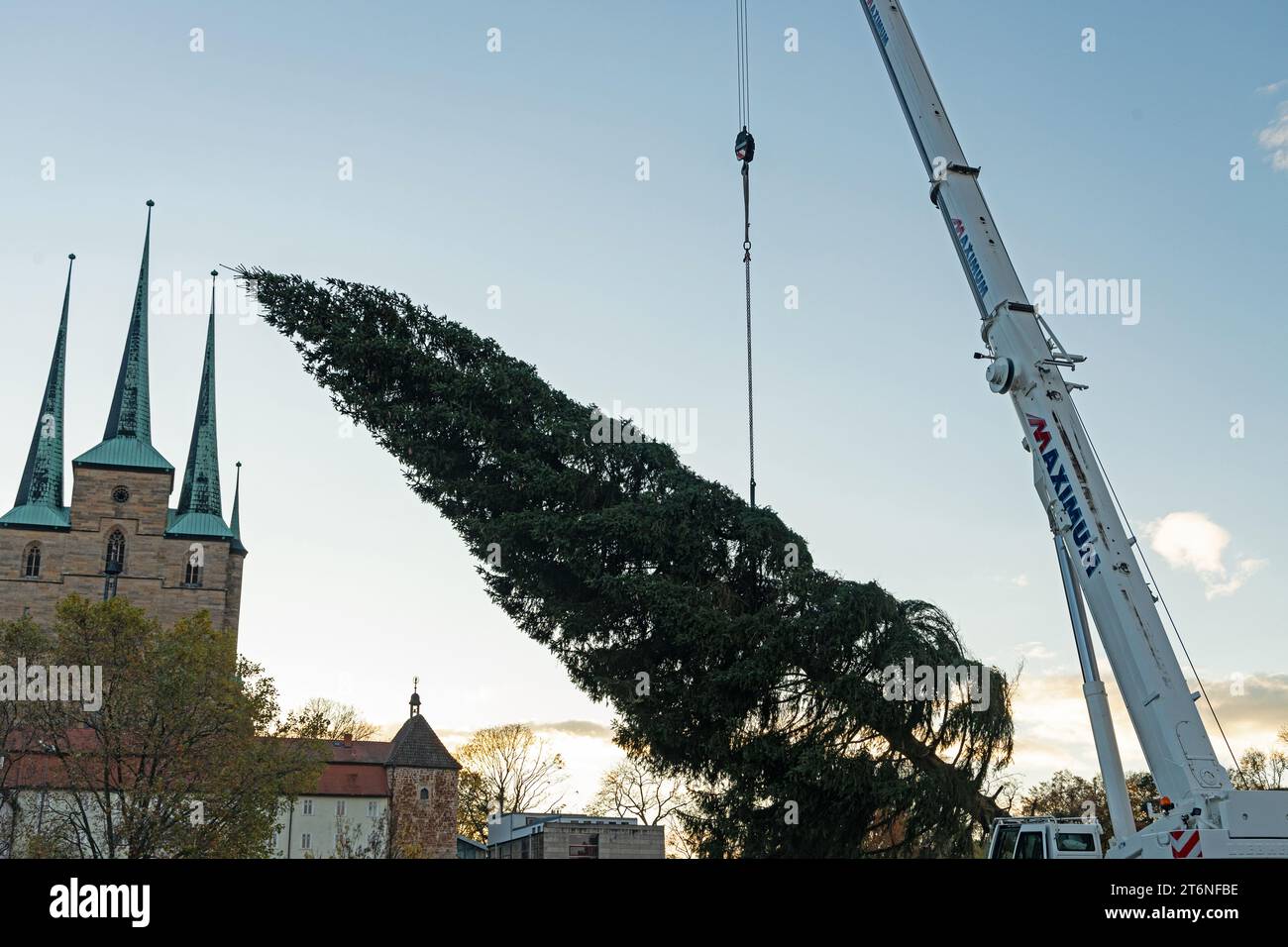 L'albero di Natale viene sollevato con una gru per il mercatino di natale 2023 a Erfurt, nella piazza della cattedrale Foto Stock