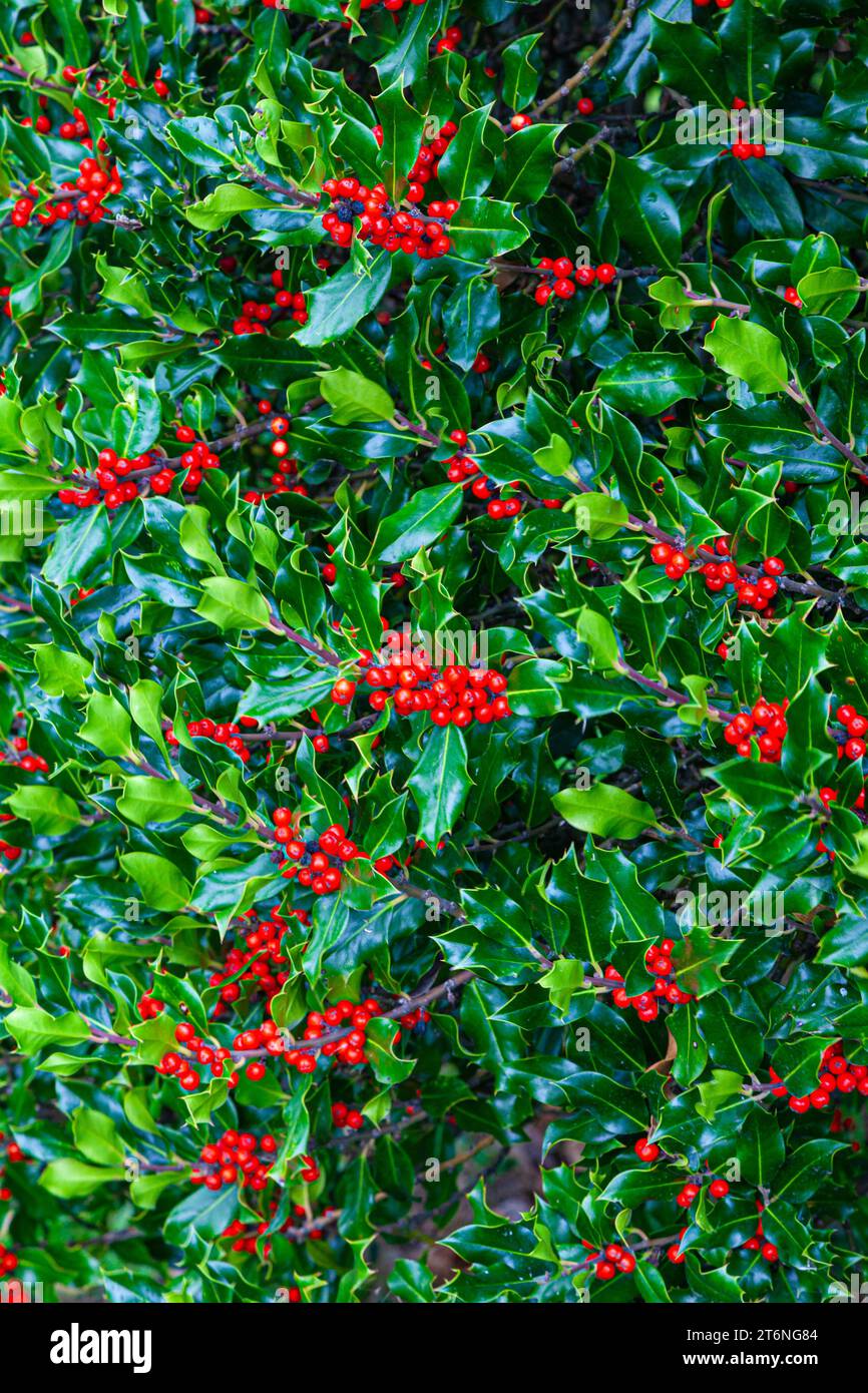 Immagine di sfondo astratta di un cespuglio di Holly a Steveston, Columbia Britannica, Canada Foto Stock