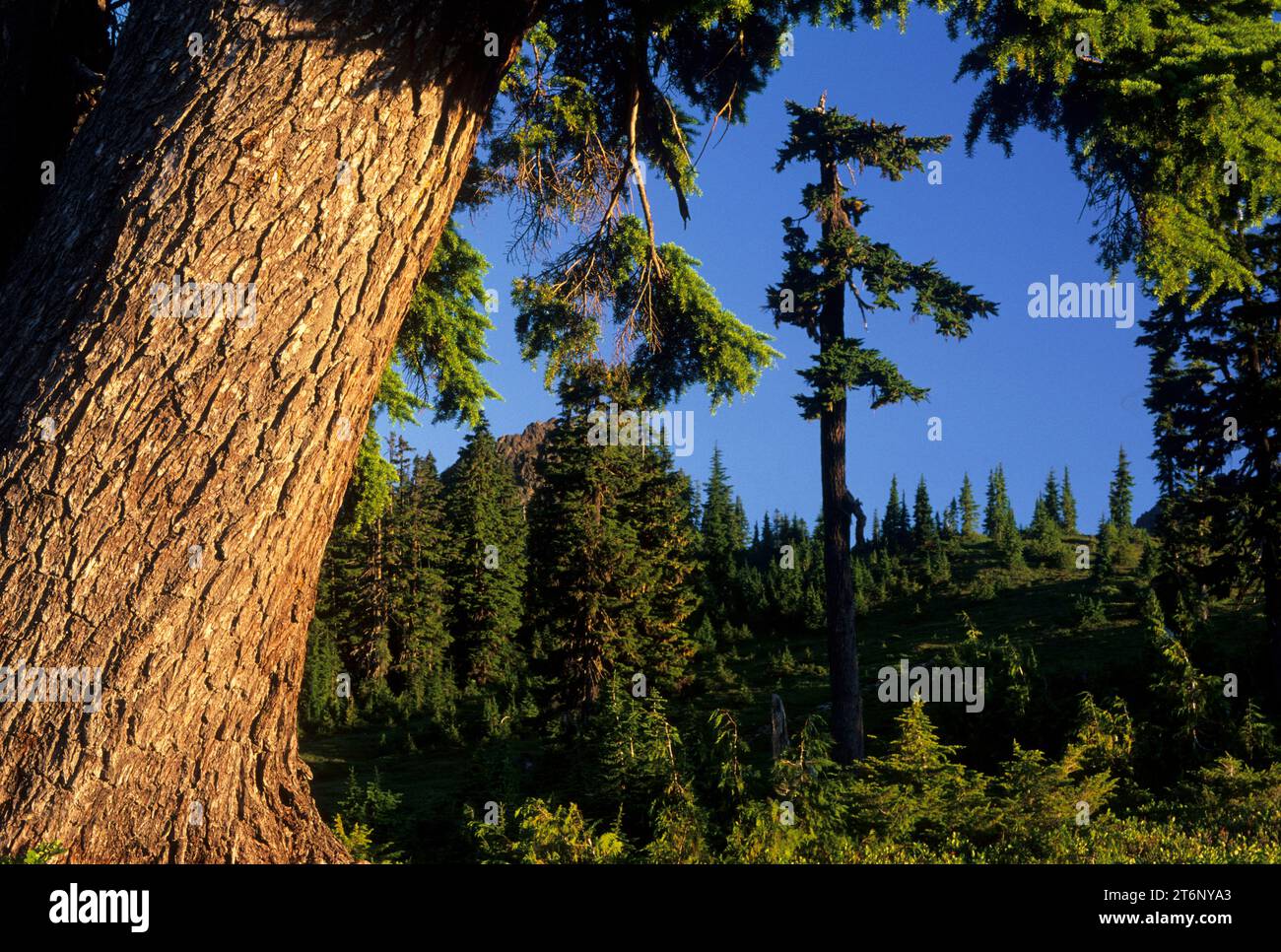 Il campanile di montagna di Morovitz Meadows, l'area ricreativa nazionale del monte Baker, la foresta nazionale del monte Baker-Snoqualmie, Washington Foto Stock