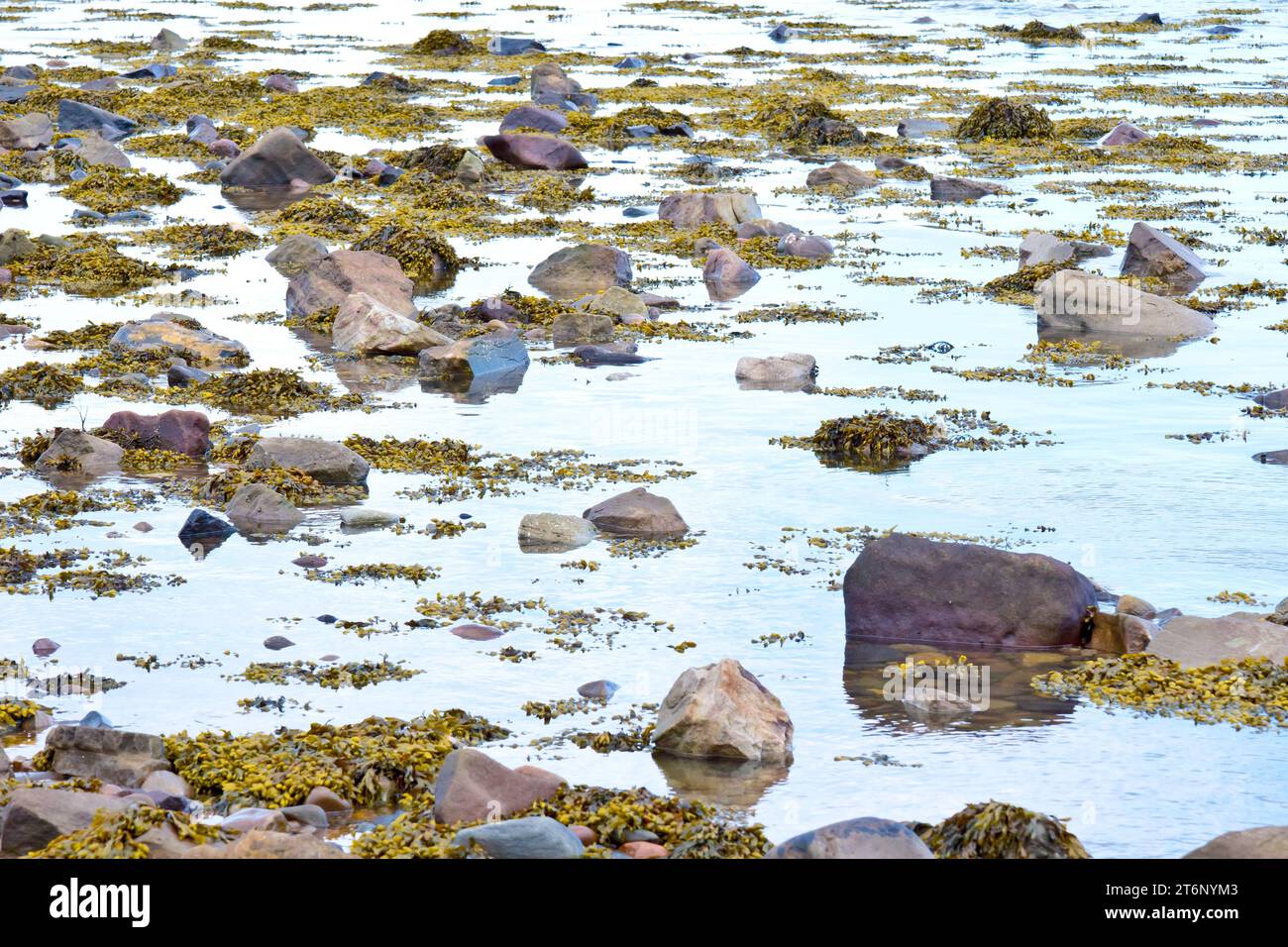 Rocce e alghe a spirale o Wrack a spirale (fucus spiralis) iniziano ad apparire sulla spiaggia mentre la marea si ribalta in una giornata tranquilla. Foto Stock
