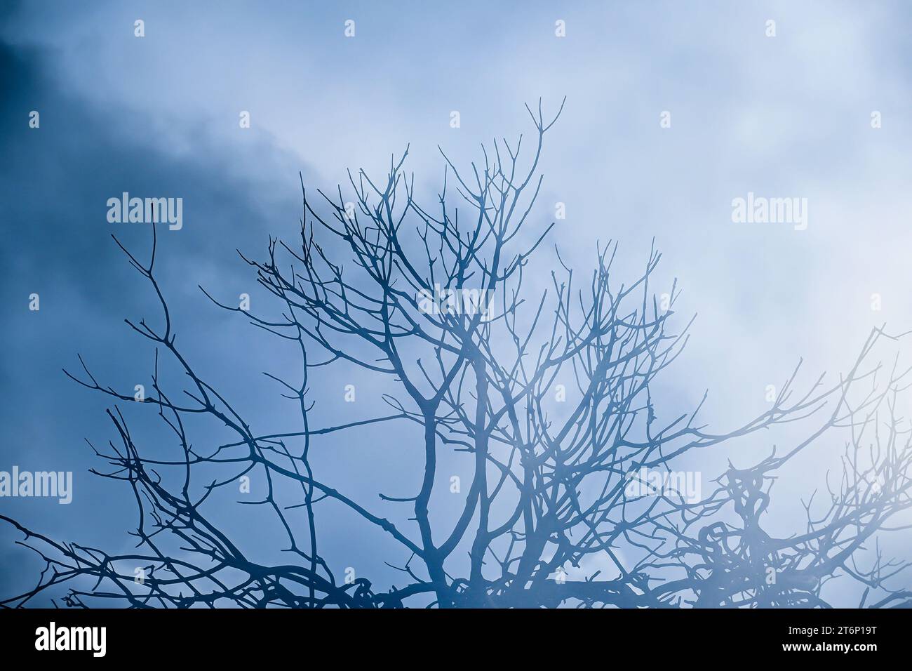 Doppia esposizione mescolata con la natura, forma di alberi, arte creativa di bellezza e tranquillità, astratta Foto Stock