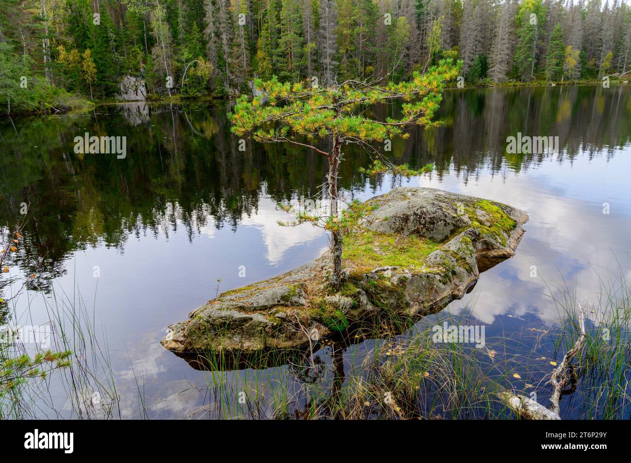 Piccolo pino su una roccia in un lago con foresta riflettente e nuvole Foto Stock