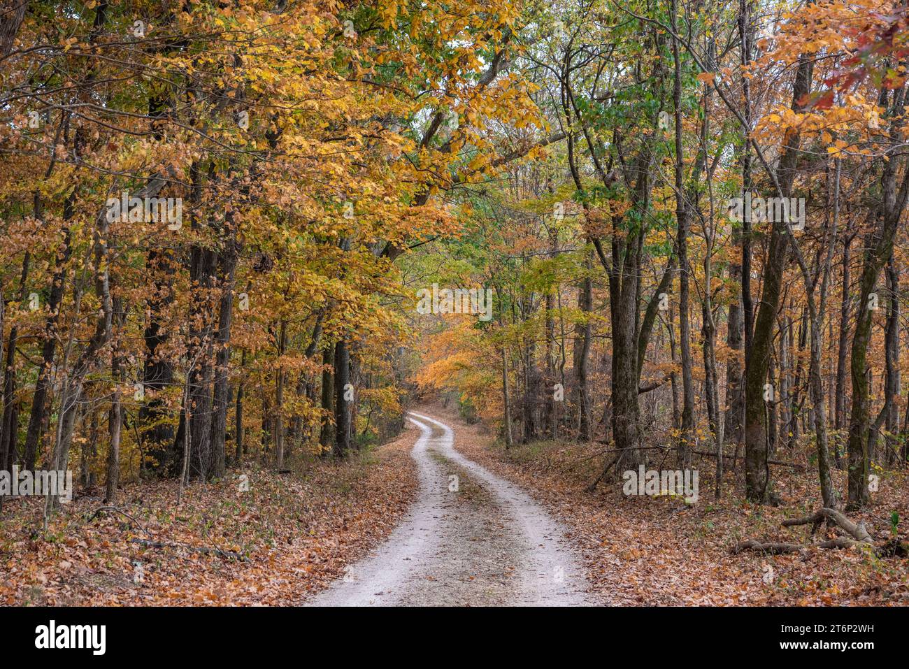 Sezione Old Trace della Natchez Trace Parkway Road in Tennessee, USA durante la stagione autunnale. Questo è uno dei due posti lungo la Parkway dove tra Foto Stock