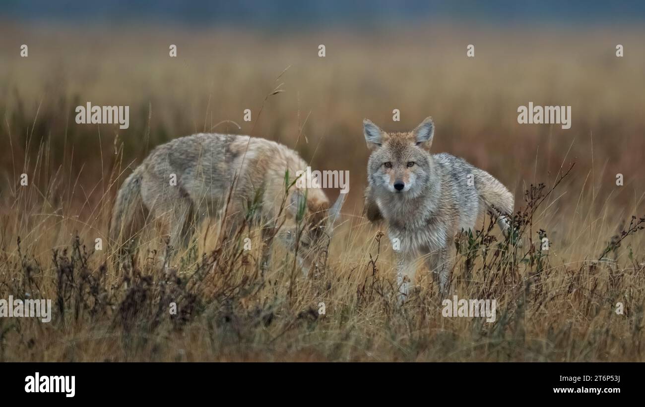 Wolfes nel Waterton Lakes National Park, Alberta, Canada. Foto Stock