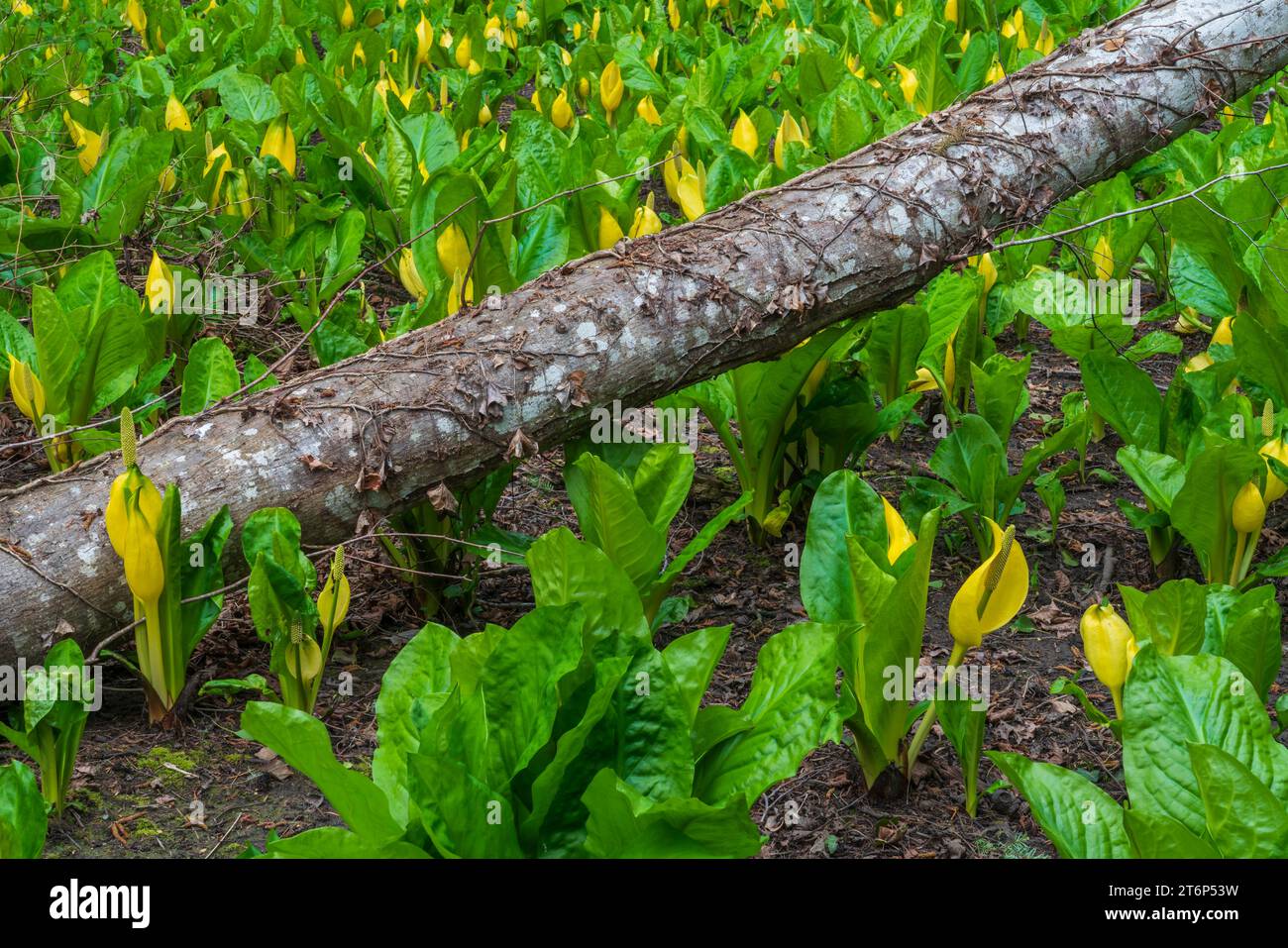 Cavolo Skunk nelle zone umide della Royal Roads University di Victoria, Vancouver Island, British Columbia, Canada. Foto Stock