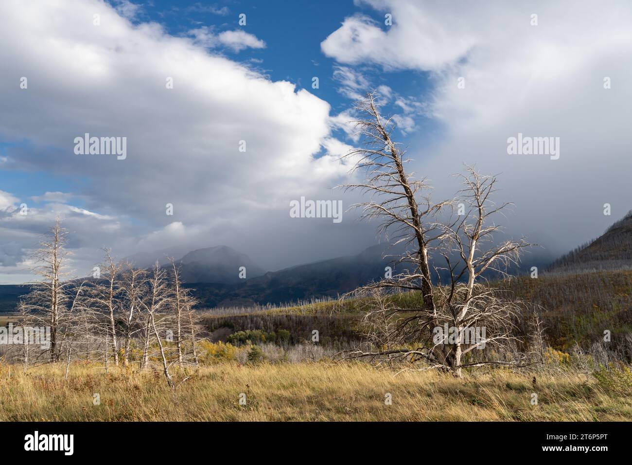 Colori autunnali del parco nazionale di Waterton Lakes, Alberta, Canada. Foto Stock