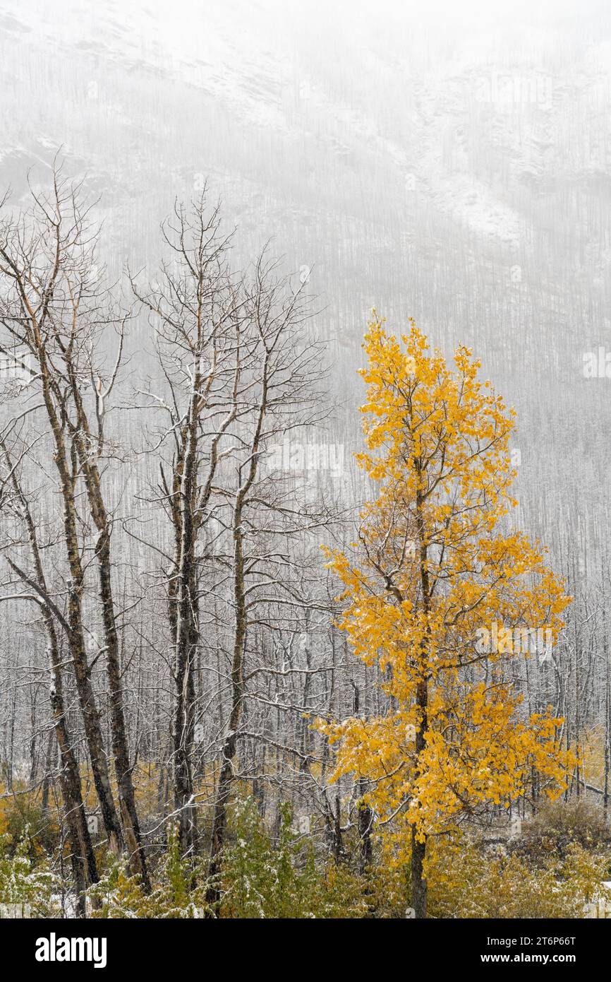 La prima nevicata della stagione nelle altitudini più elevate del Waterton Lakes National Park, Alberta, Canada. Foto Stock