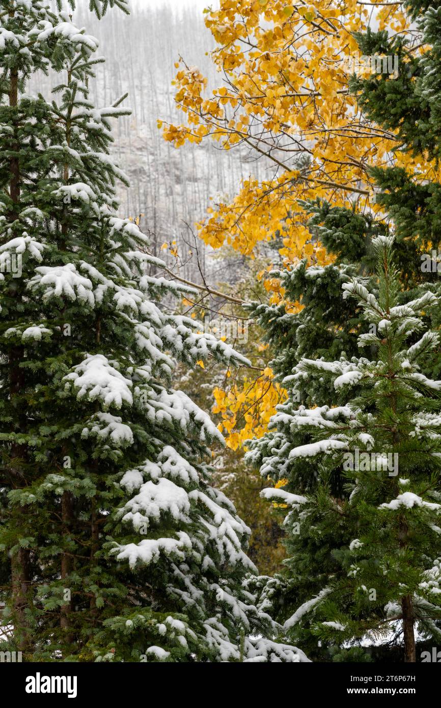 La prima nevicata della stagione nelle altitudini più elevate del Waterton Lakes National Park, Alberta, Canada. Foto Stock