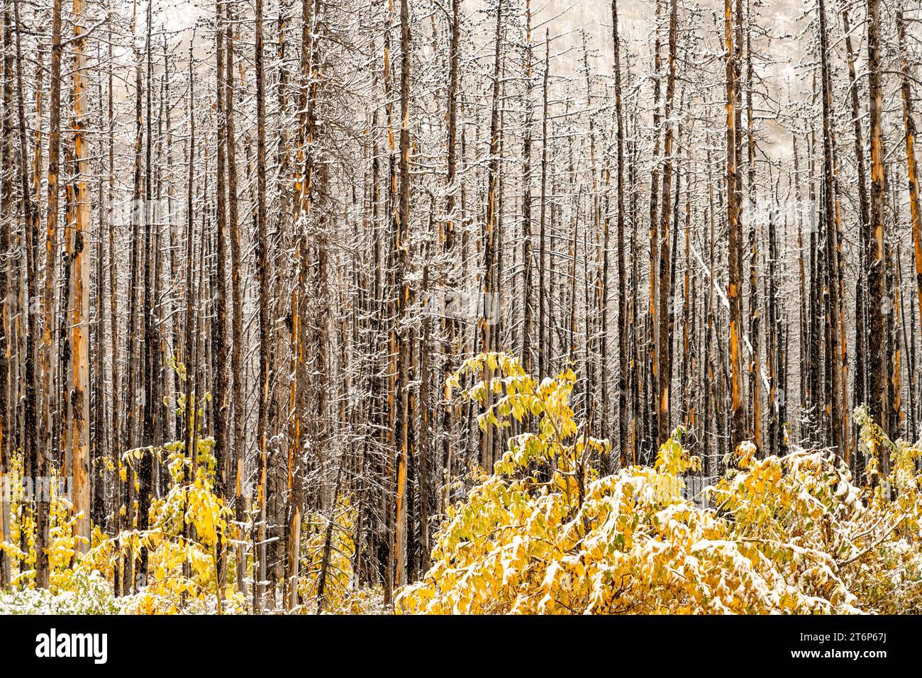 La prima nevicata della stagione nelle altitudini più elevate del Waterton Lakes National Park, Alberta, Canada. Foto Stock