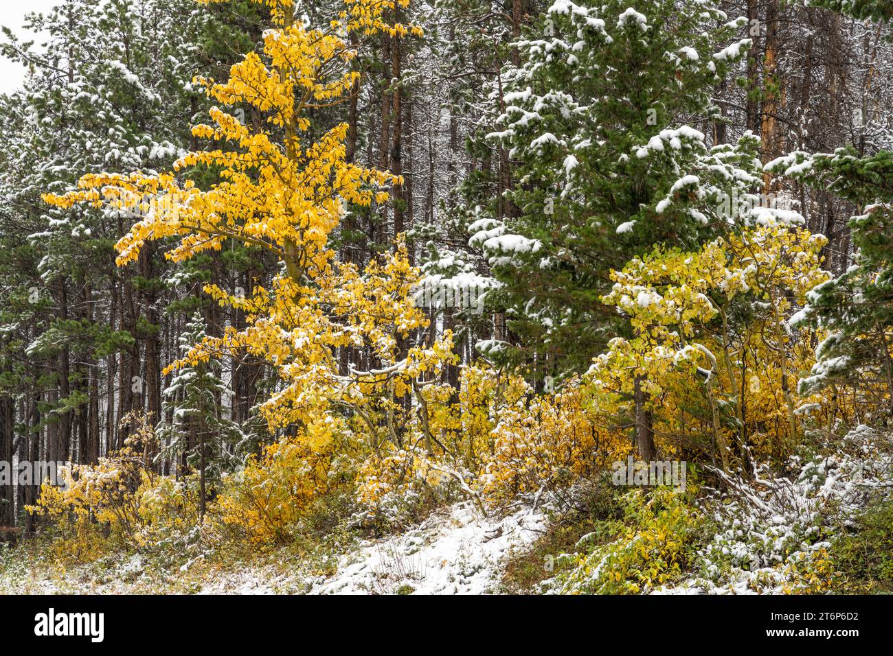 La prima nevicata della stagione nelle altitudini più elevate del Waterton Lakes National Park, Alberta, Canada. Foto Stock