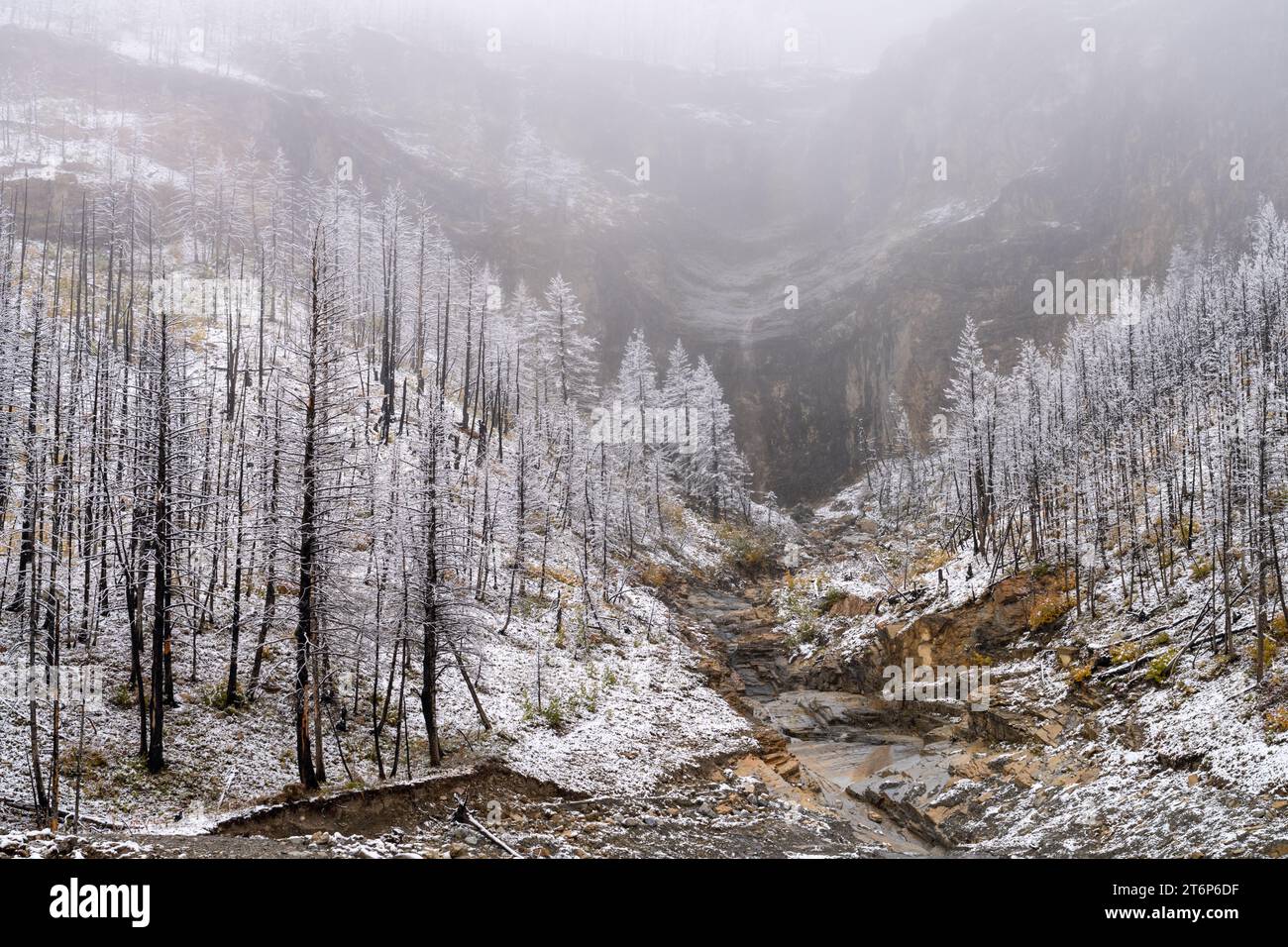 La prima nevicata della stagione nelle altitudini più elevate del Waterton Lakes National Park, Alberta, Canada. Foto Stock