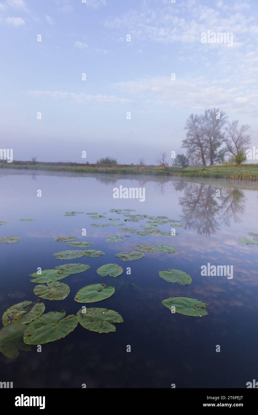 Tranquilla mattinata nebbia sul lago. Gigli d'acqua. Foto Stock