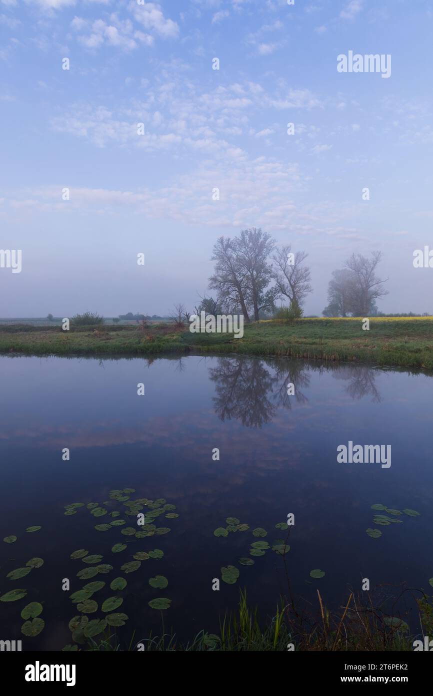 Tranquilla mattinata nebbia sul lago. Gigli d'acqua. Foto Stock