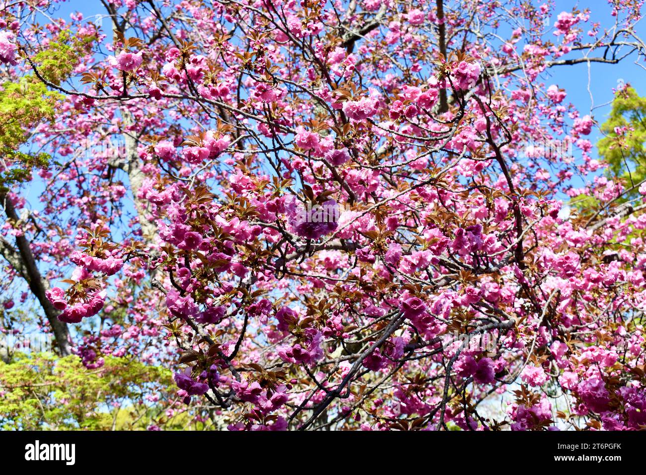 Albero rosa sakura con foglie e fiori rosa durante la stagione Sakura a Kyoto, in Giappone Foto Stock