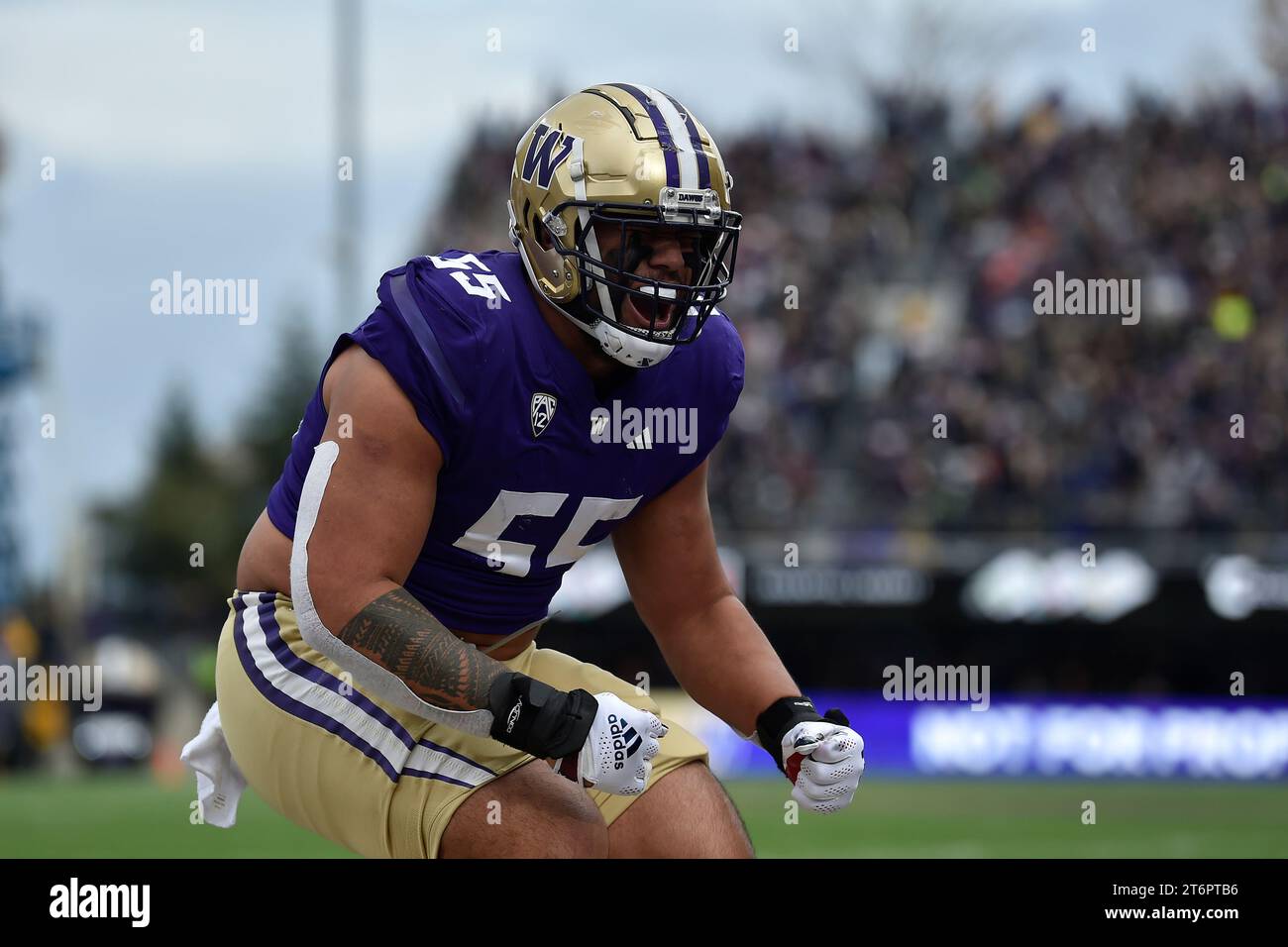 11 novembre 2023: L'offensive lineman dei Washington Huskies Troy Fautanu (55) festeggia dopo un touchdown degli Husky durante la prima metà della partita di football NCAA tra gli Utah Utes e i Washington Huskies all'Husky Stadium di Seattle, WA. Steve Faber/CSM Foto Stock