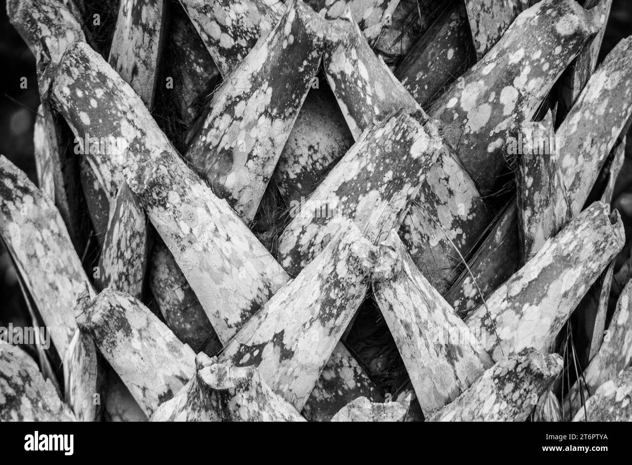 Immagine grafica in bianco e nero di fronde di palme, adatta per arte, design e decorazioni. Foto Stock