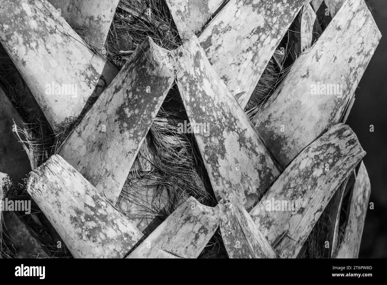 Immagine grafica in bianco e nero di fronde di palme, adatta per arte, design e decorazioni. Foto Stock