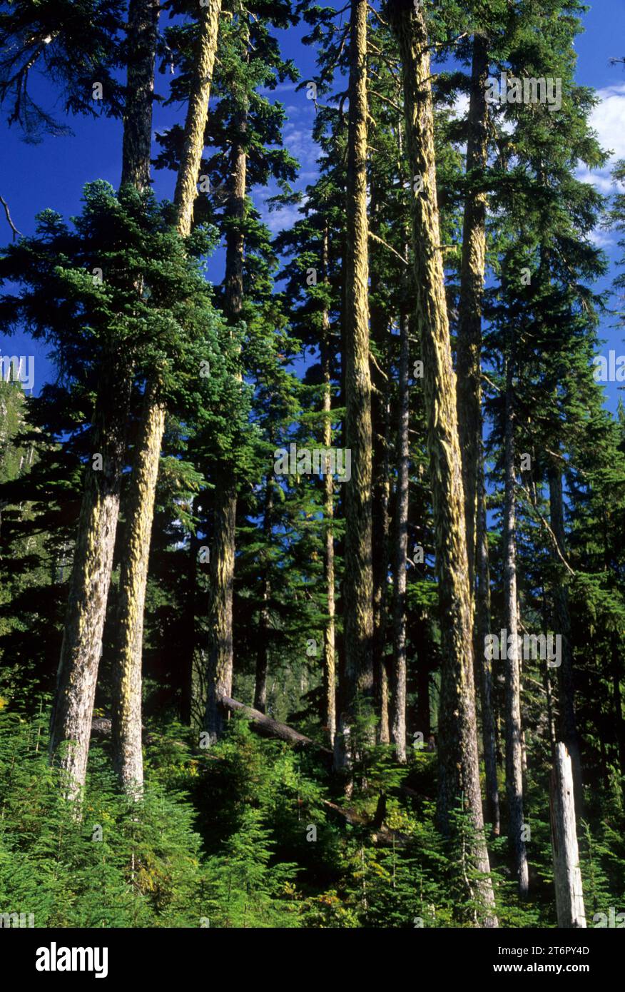 Foresta sopra Coal Lake, Mt Baker-Snoqualmie National Forest, Washington Foto Stock