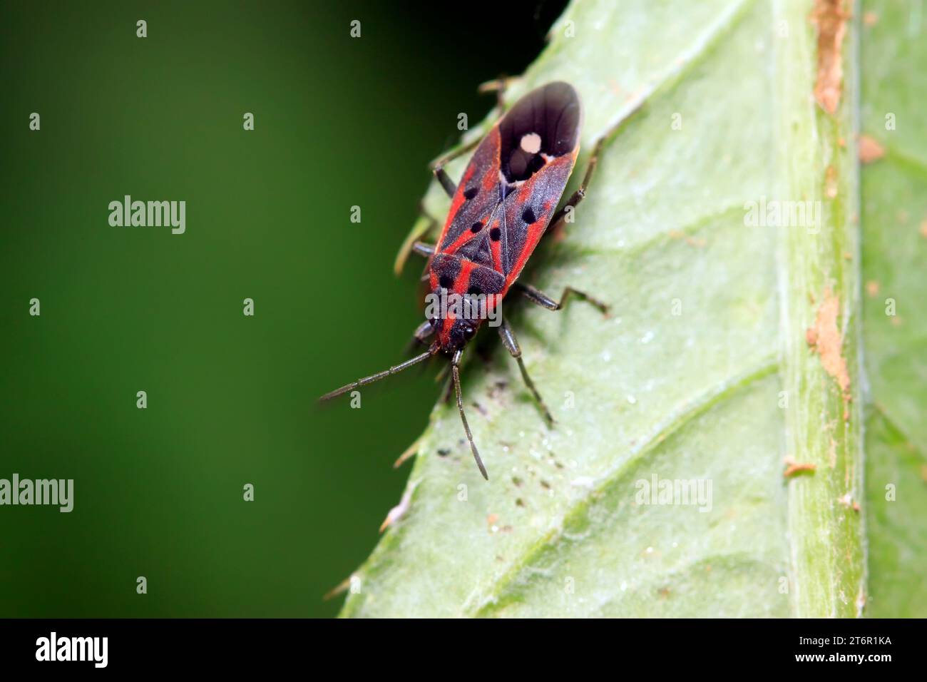 insetto sulla pianta in natura Foto Stock