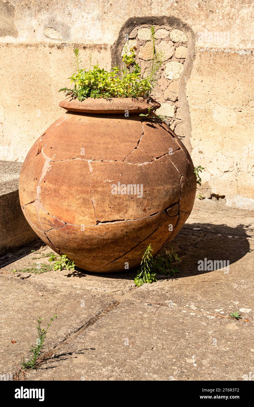 Grande e antico vaso di argilla, ricostruito, con piante che crescono attraverso le crepe, a Pompei, Italia. Foto Stock