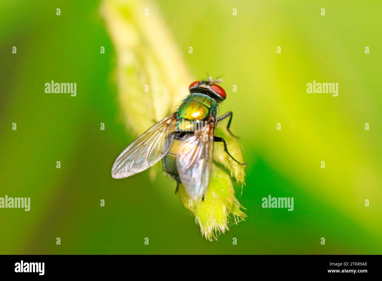 Calliphora vicina sulla pianta selvatica Foto Stock