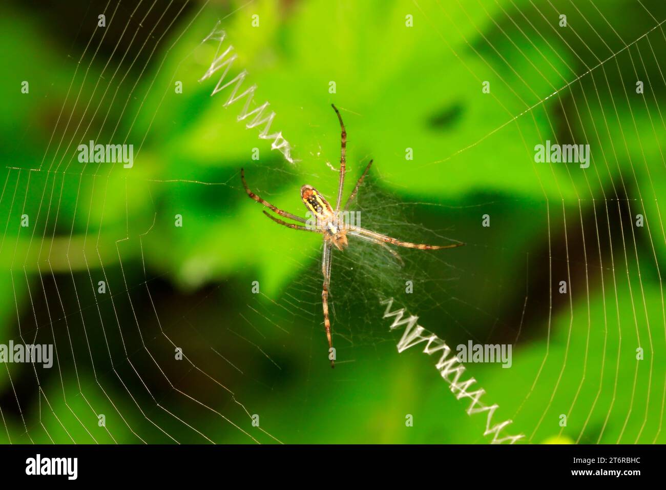 Nephila clavata in natura Foto Stock