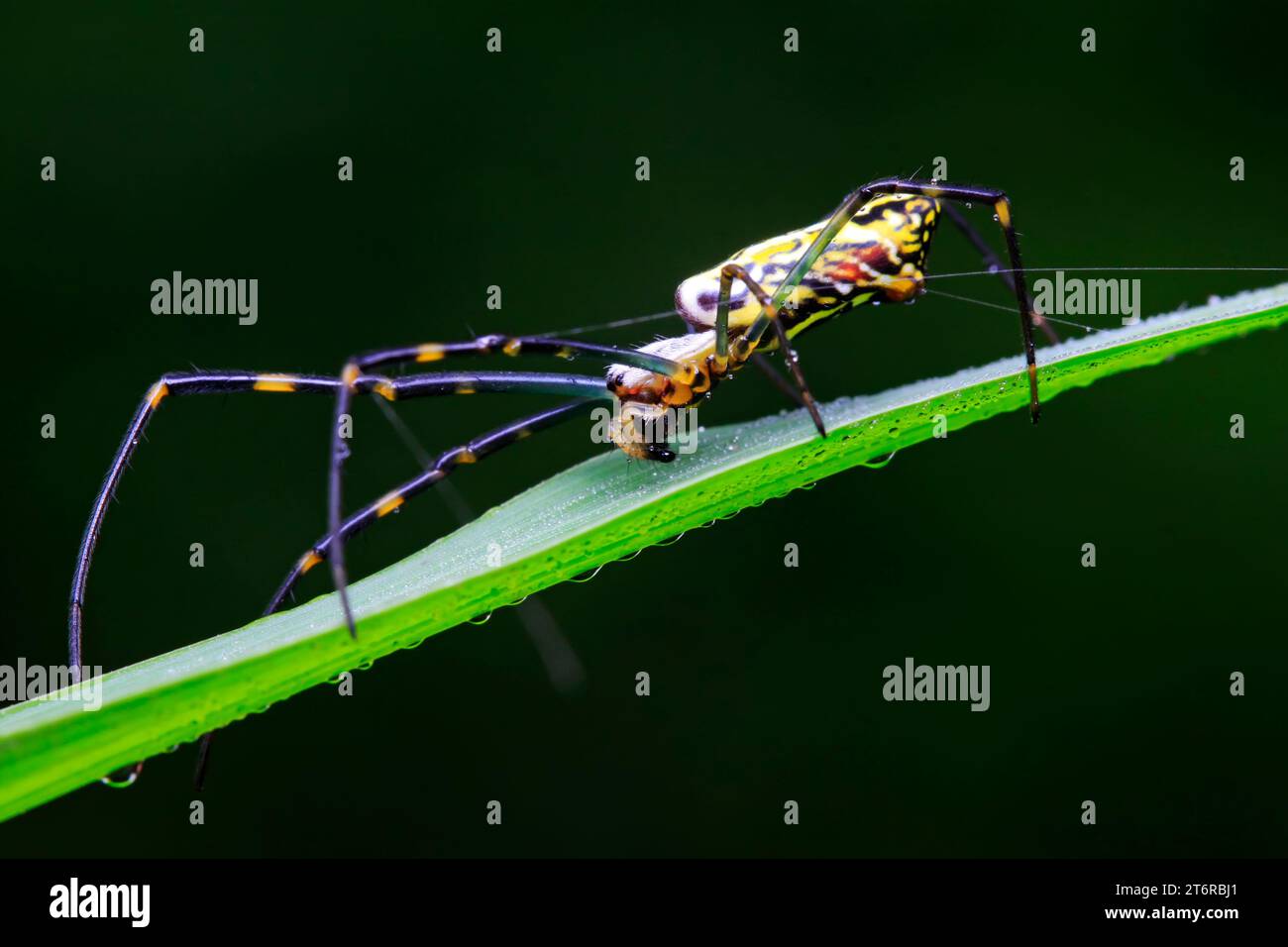 Nephila clavata in natura Foto Stock