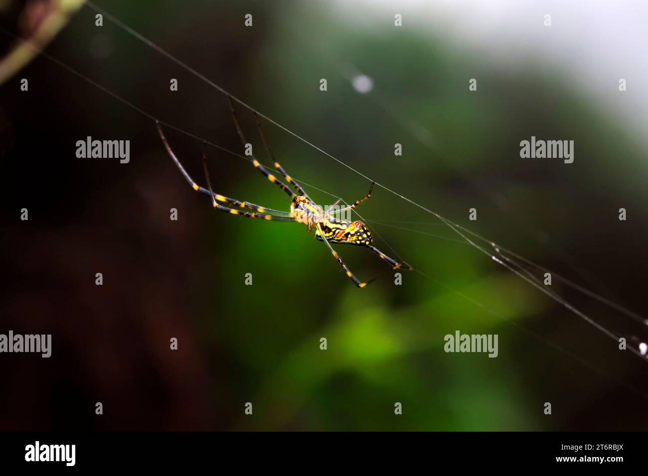 Nephila clavata in natura Foto Stock