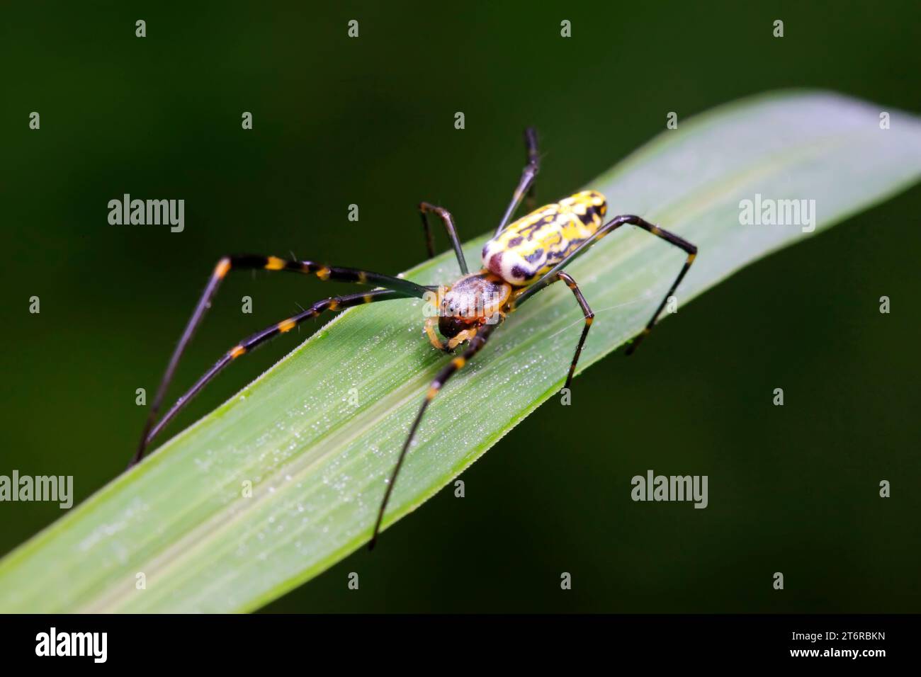 Nephila clavata in natura Foto Stock