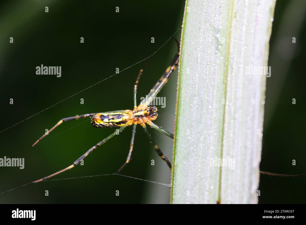 Nephila clavata in natura Foto Stock