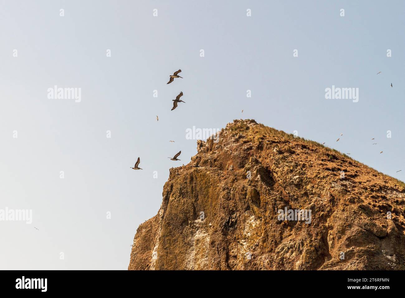 Pellicani e gabbiani volano sopra Haystack Rock, una riserva ornitologica designata, che sorge dall'Oceano Pacifico presso l'affollata Cannon Beach, Oregon, su un Foto Stock