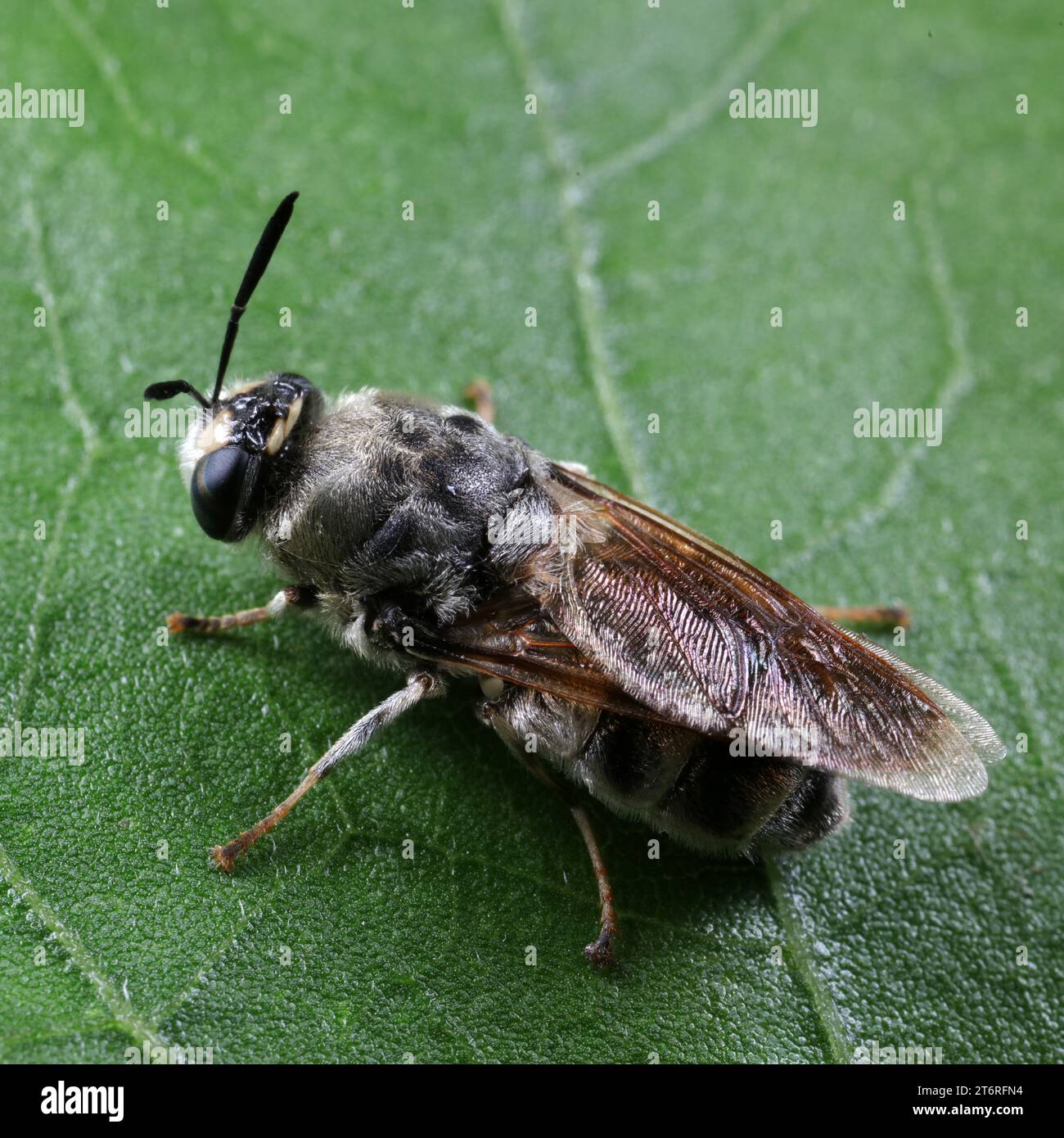 Gli insetti Diptera in natura Foto Stock