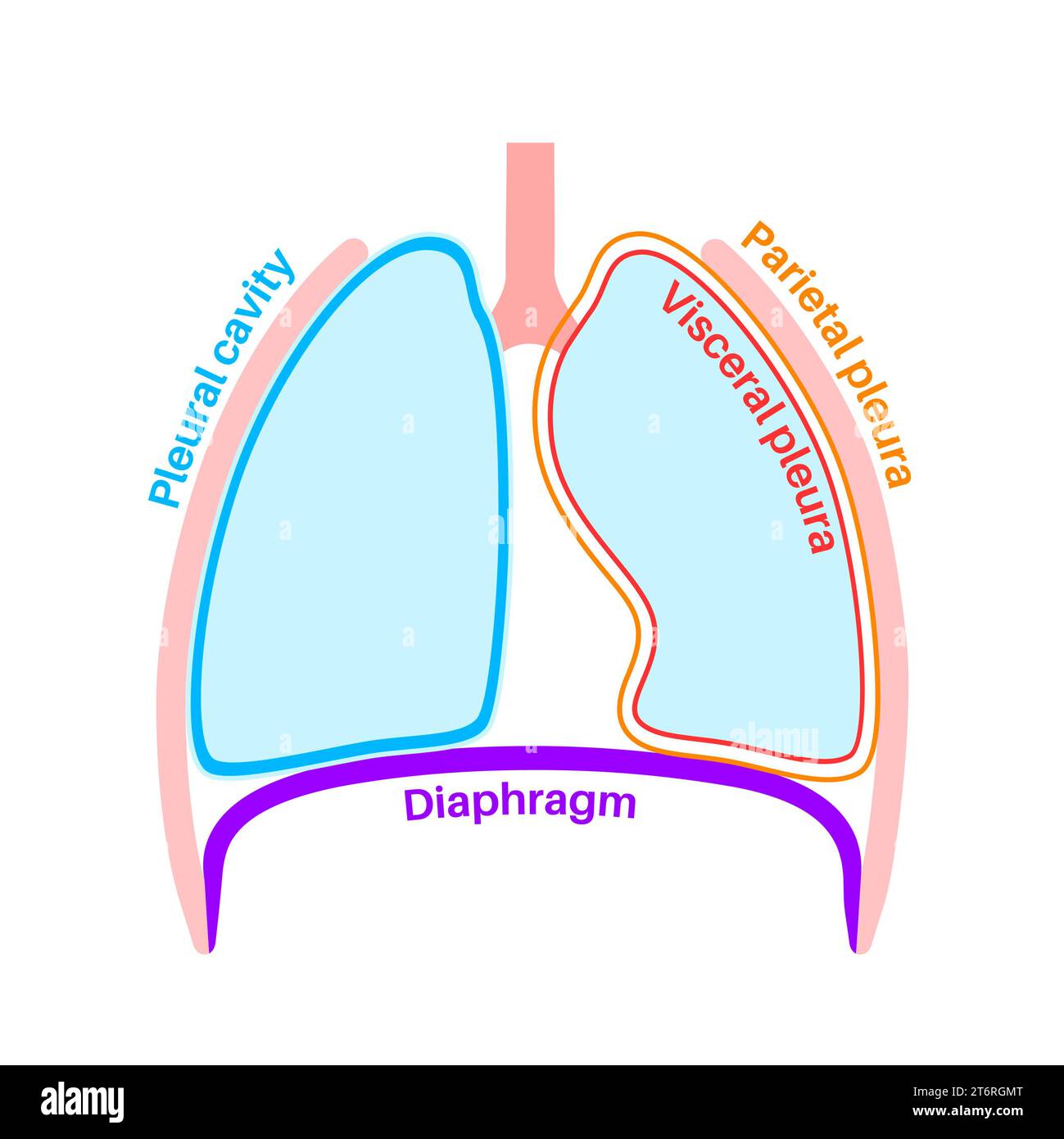 Anatomia della pleura, illustrazione Foto Stock