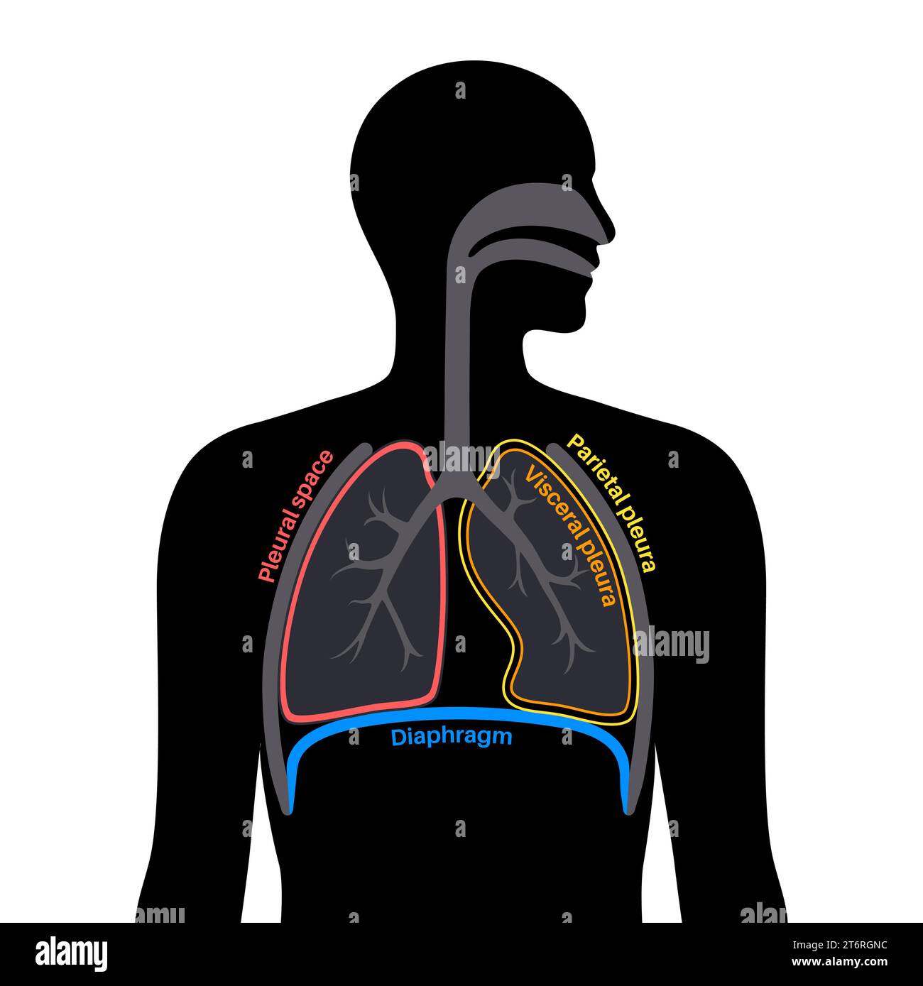 Anatomia della pleura, illustrazione Foto Stock