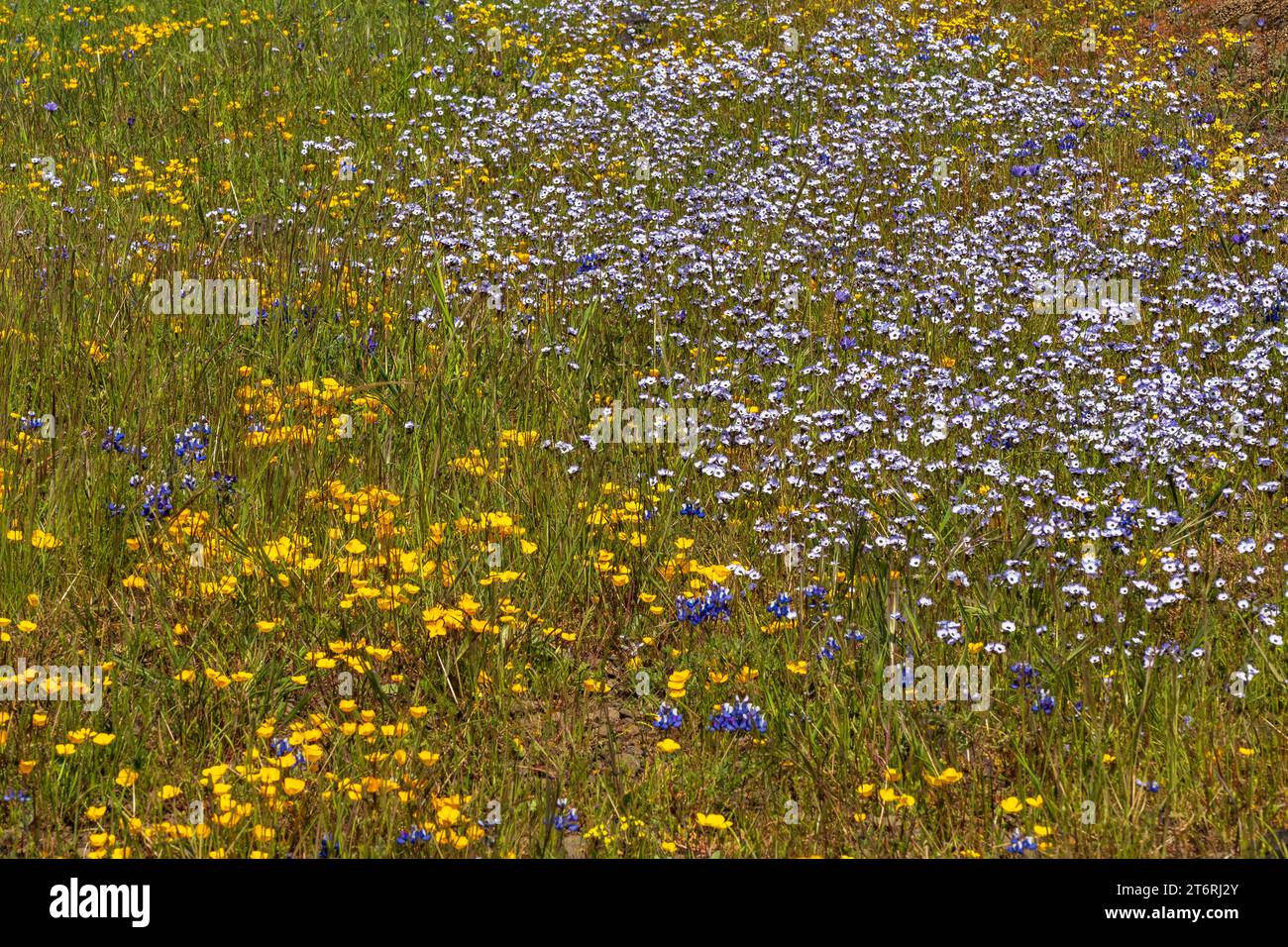 Primo piano sul tappeto di fiori selvatici presso la North Table Mountain Ecological Preserve, Oroville, California, USA, schema da vicino con giallo, bianco e p Foto Stock