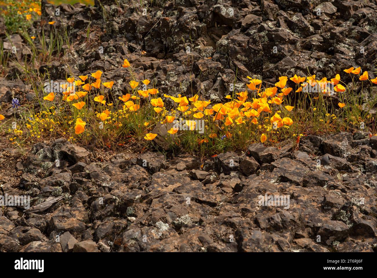 La zona di papavero californiano contro le rocce vulcaniche, prospera in avvento nella riserva ecologica di Table Mountain Foto Stock
